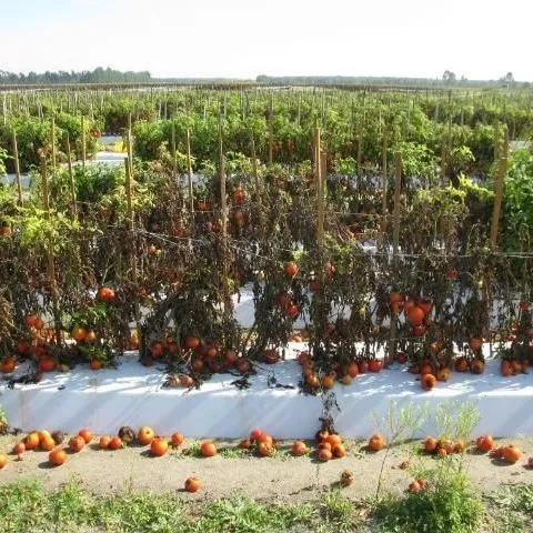 thumbnail for publication: Target Spot of Tomato in Florida
